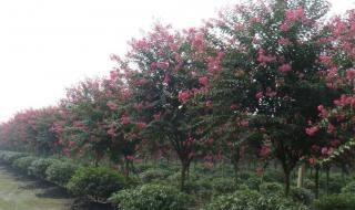 痒痒树为什么会动 痒痒树是什么植物