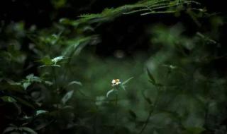 郑中基背景 郑中基摄影作品