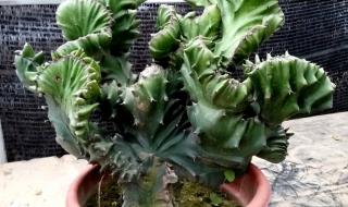 吸甲醛的植物 吸甲醛的植物