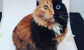 简笔画小偷的画法 怎样画警察抓小偷