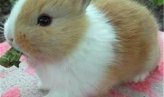 十大最漂亮兔子 世界上最漂亮的兔子