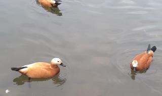 花花熊猫基地门票预约入口 熊猫基地门票团购
