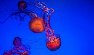 世界上最漂亮的鲨鱼